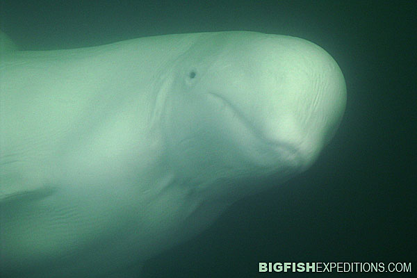 Beluga Whale viewing