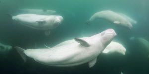 Beluga Whale Snorkeling