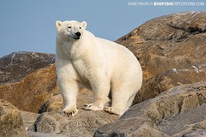 Polar bear on rocks