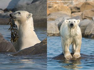 Swimming polar bear