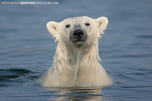 Swimming polar bear