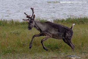 Caribou