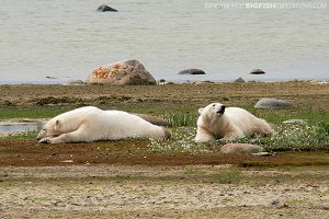 Resting polar bears