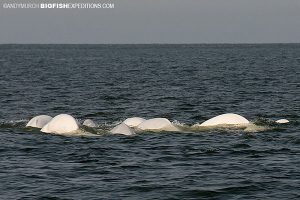 Belugas at the surface