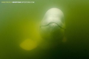 Beluga close up