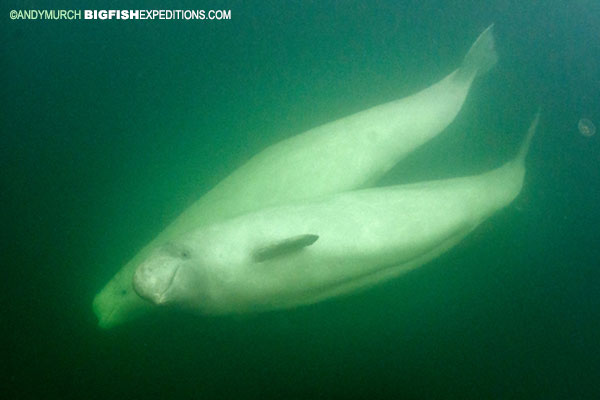 Beluga Whales