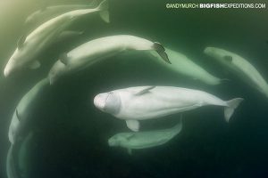 Snorkeling with beluga whales in Canada