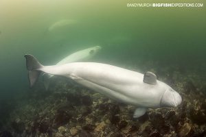 Beluga whale hunting in Hudson Bay