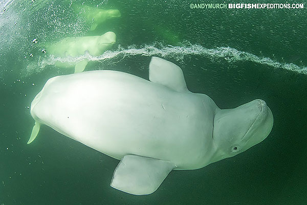 Beluga boarding