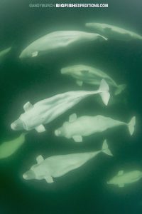 Belugas in Churchill