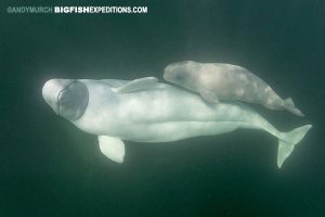 Beluga mom and calf