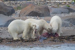 Polar bear predation