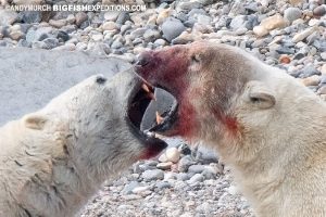 Polar bear predation dominance