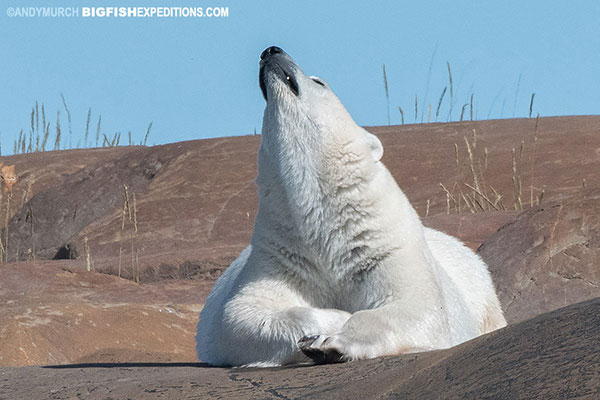 Sunning polar bear