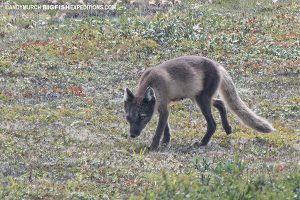 Arctic fox