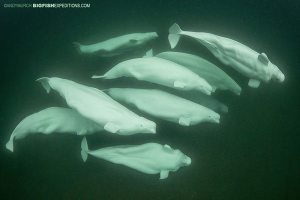 Pod of belugas