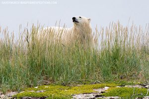 Polar bear in the grass