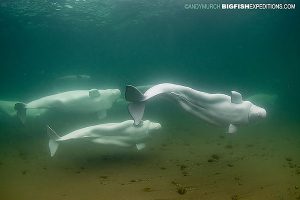 Swimming belugas