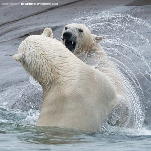 Polar bear dominance