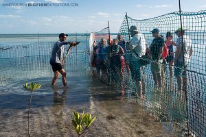 Bimini shark lab 2016