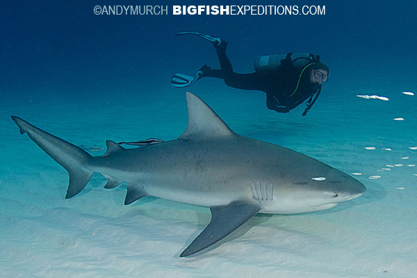 Diving with a bull shark