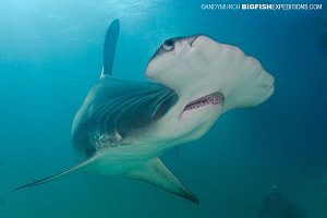 Diving with a great hammerhead