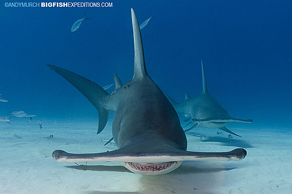 Bimini Great Hammerheads