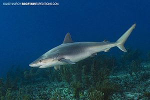 Blacknose Shark on our Bimini, Bahamas Shark Safari.