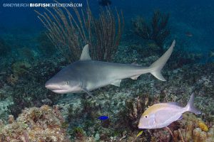 A blacknose Shark at Triangle Rock in Bimini.