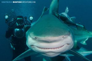 Blacktip Shark Diving in Africa