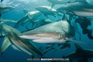 Blacktip Sharks Umkomaas