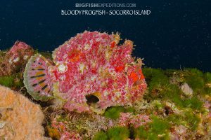 bloody frogfish