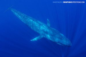 Snorkeling with blue whales