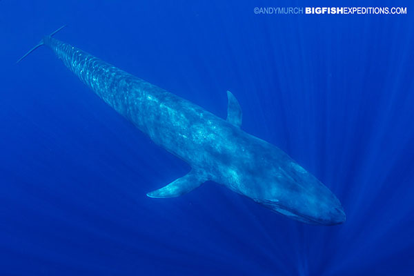 Snorkeling with blue whales