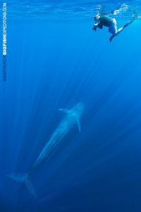 Snorkeler with a blue whale