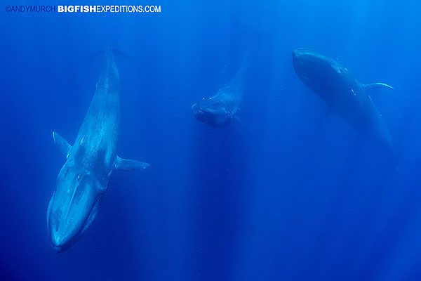 Snorkeling with blue whales.