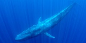 Blue Whale Snorkeling