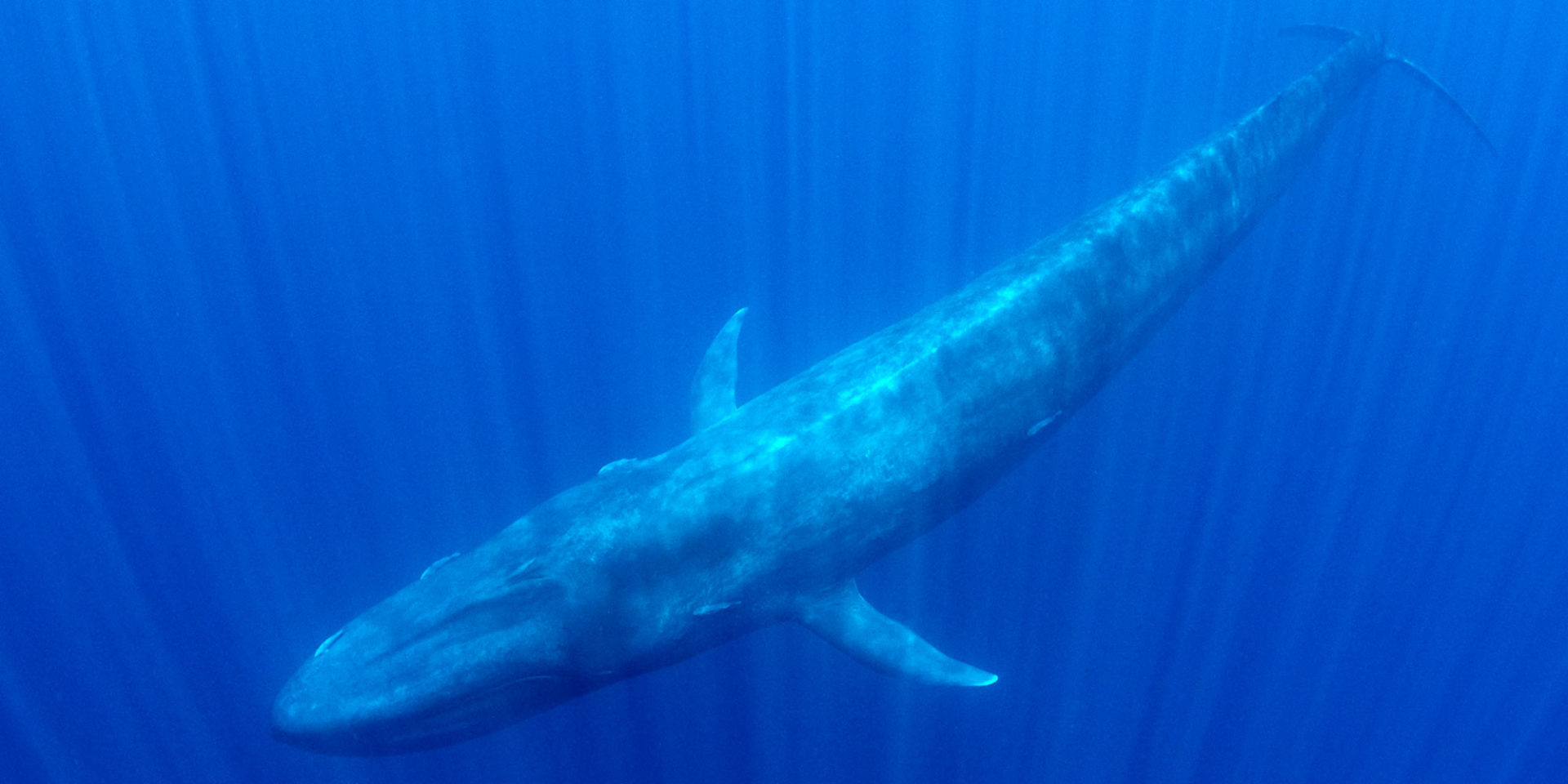 Blue Whale Underwater