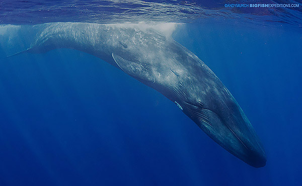 Blue whale encounter in Sri Lanka