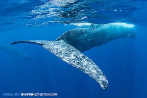 Very close blue whale tail while snorkeling in Sri Lanka.
