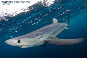 Blue Shark