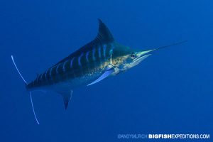 Blue Marlin diving at Cat Island