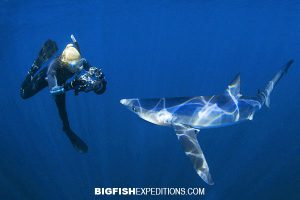 Blue shark snorkeling