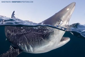 Blue shark photography split frame image