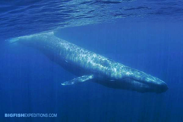 Blue Whale Snorkeling