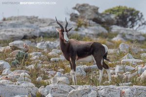 Bontebok in Cape Point National Park, South Africa
