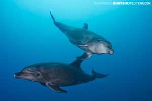 Common Bottlenose Dolphin