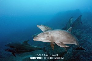 dolphin encounter socorro