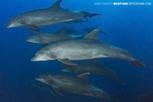 Dolphins at Cabo Pierce on Socorro Island