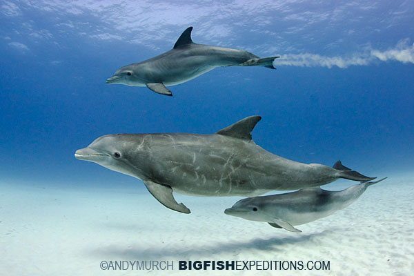 Spotted and bottlenose dolphins near tiger beach